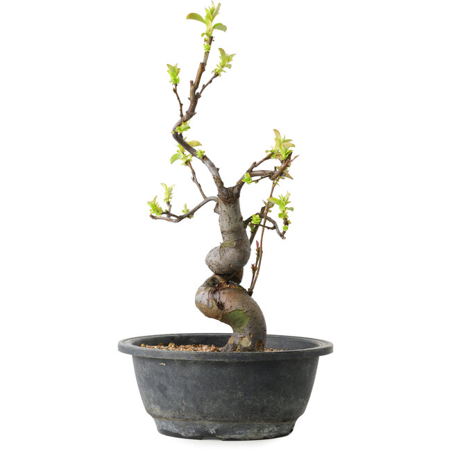 Pseudocydonia sinensis, 32 cm, ± 12 años