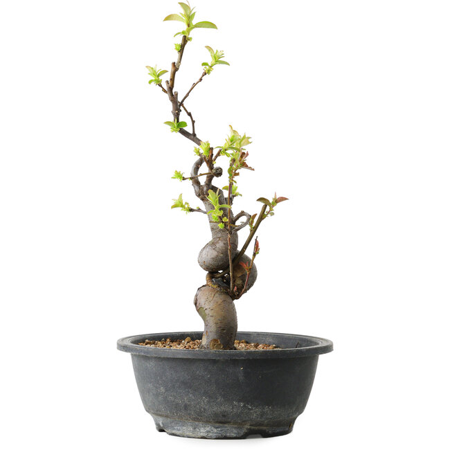 Pseudocydonia sinensis, 32 cm, ± 12 años