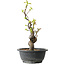 Pseudocydonia sinensis, 32 cm, ± 12 jaar oud