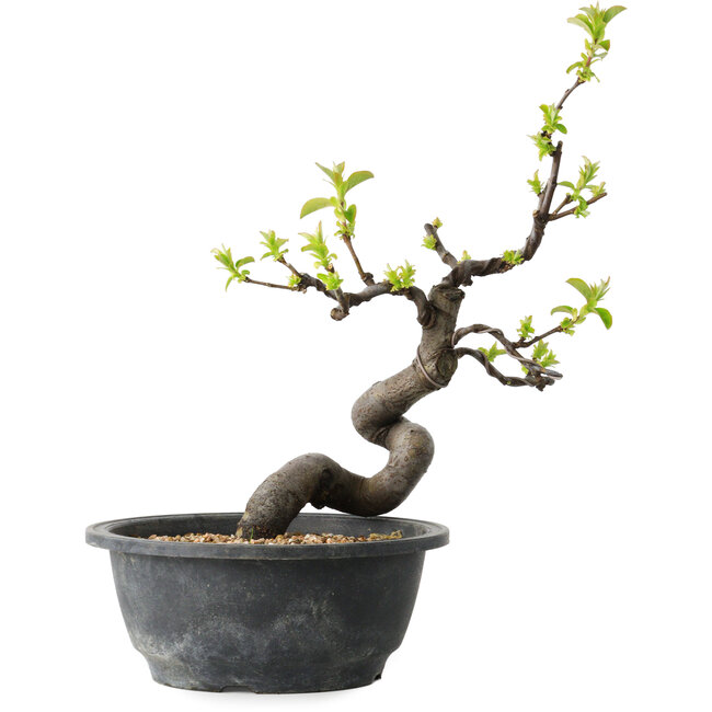 Pseudocydonia sinensis, 26 cm, ± 12 years old