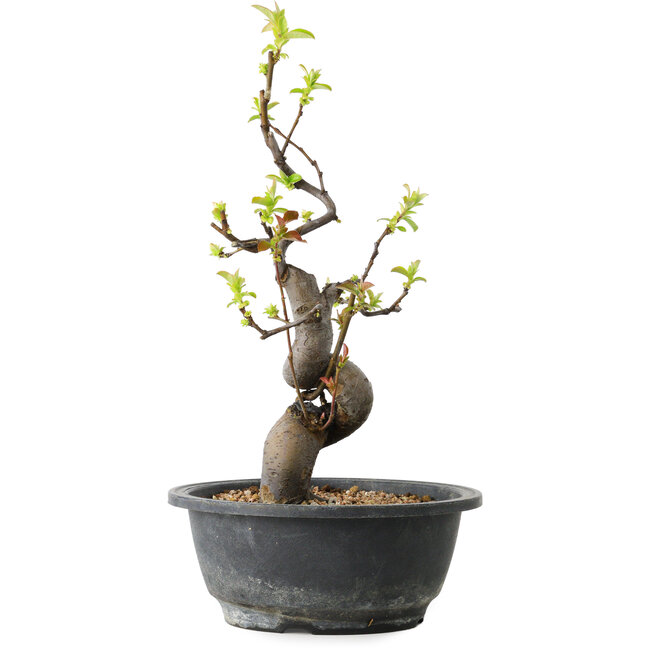 Pseudocydonia sinensis, 32 cm, ± 12 años