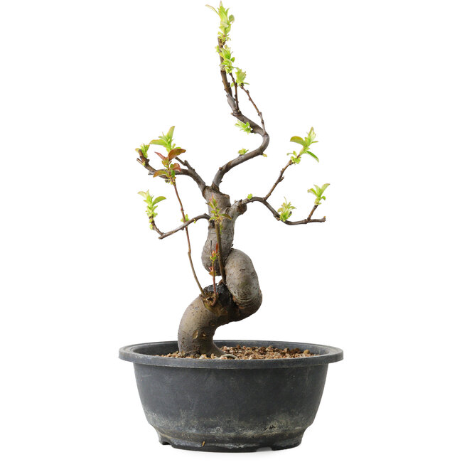 Pseudocydonia sinensis, 32 cm, ± 12 Jahre alt