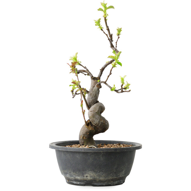 Pseudocydonia sinensis, 32 cm, ± 12 años