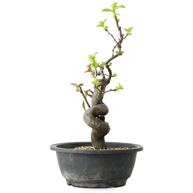 Pseudocydonia sinensis, 32 cm, ± 12 años