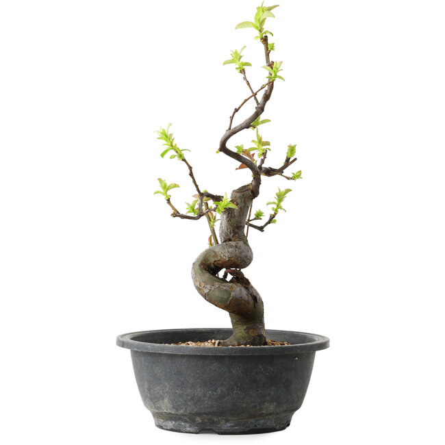 Pseudocydonia sinensis, 32 cm, ± 12 ans