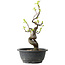Pseudocydonia sinensis, 32 cm, ± 12 jaar oud