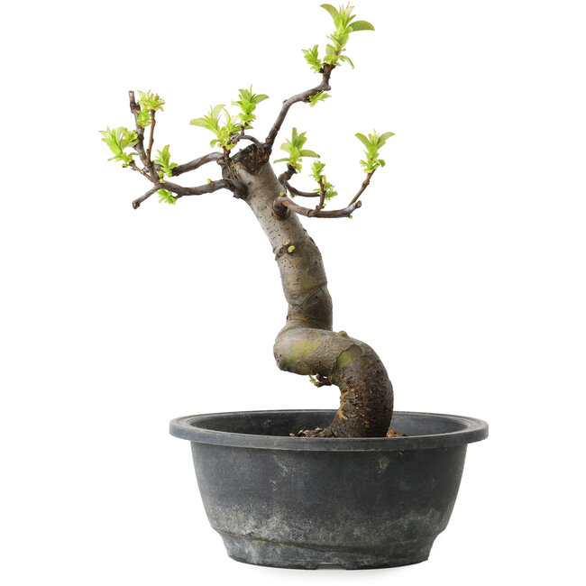 Pseudocydonia sinensis, 27 cm, ± 12 jaar oud