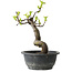 Pseudocydonia sinensis, 27 cm, ± 12 years old