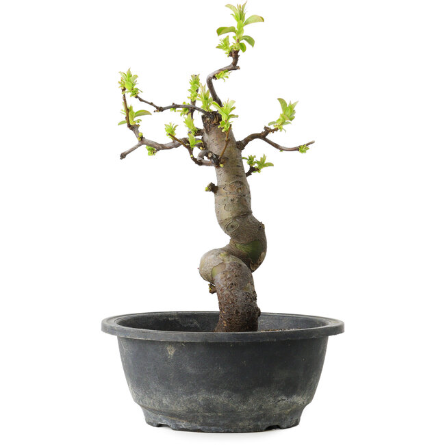 Pseudocydonia sinensis, 27 cm, ± 12 ans