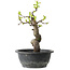 Pseudocydonia sinensis, 27 cm, ± 12 jaar oud