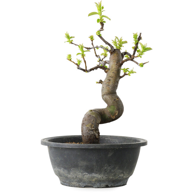 Pseudocydonia sinensis, 27 cm, ± 12 años