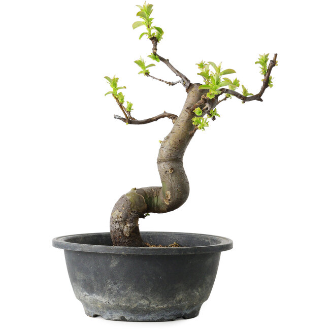 Pseudocydonia sinensis, 27 cm, ± 12 jaar oud