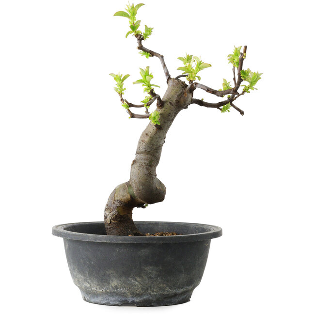 Pseudocydonia sinensis, 27 cm, ± 12 años