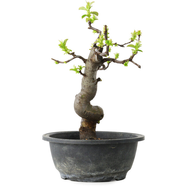 Pseudocydonia sinensis, 27 cm, ± 12 ans