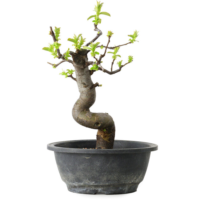 Pseudocydonia sinensis, 27 cm, ± 12 years old