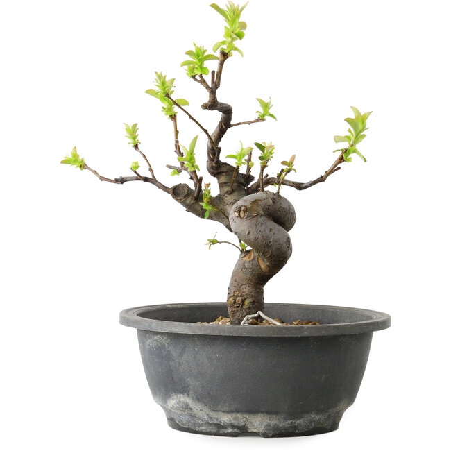 Pseudocydonia sinensis, 25 cm, ± 12 jaar oud