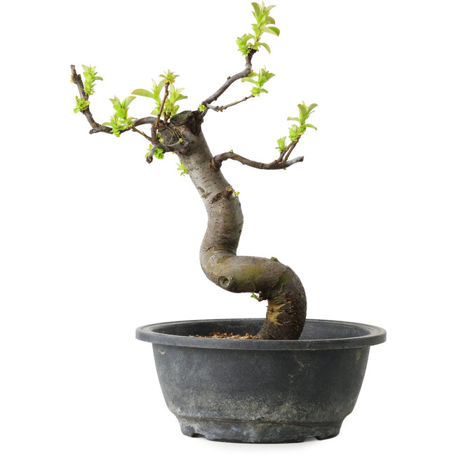 Pseudocydonia sinensis, 27 cm, ± 12 jaar oud