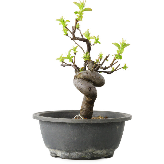 Pseudocydonia sinensis, 25 cm, ± 12 years old