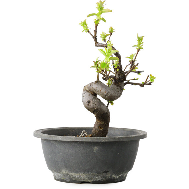 Pseudocydonia sinensis, 25 cm, ± 12 jaar oud