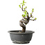 Pseudocydonia sinensis, 25 cm, ± 12 years old