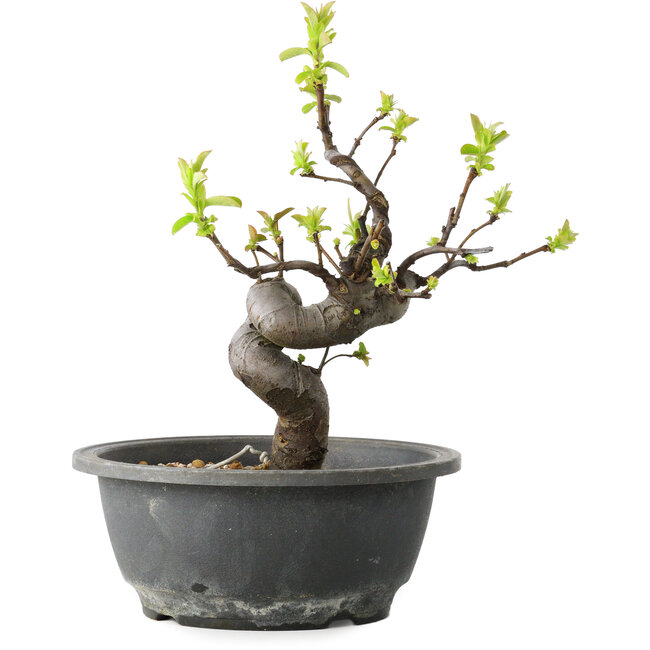 Pseudocydonia sinensis, 25 cm, ± 12 ans