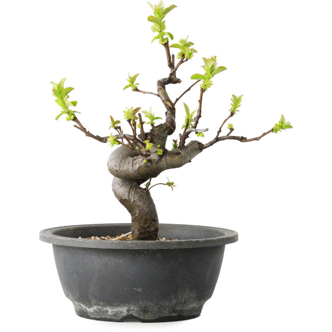 Pseudocydonia sinensis, 25 cm, ± 12 ans