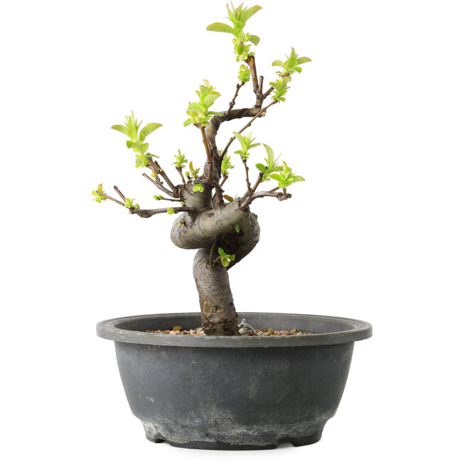 Pseudocydonia sinensis, 25 cm, ± 12 años