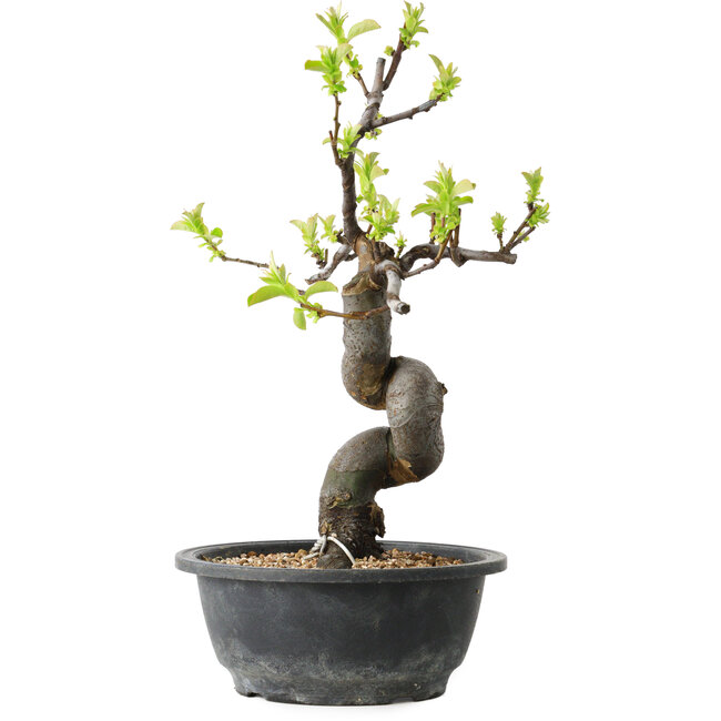 Pseudocydonia sinensis, 34 cm, ± 12 años