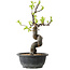 Pseudocydonia sinensis, 34 cm, ± 12 jaar oud
