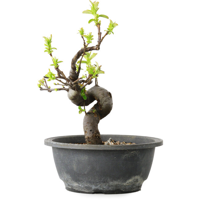 Pseudocydonia sinensis, 25 cm, ± 12 años