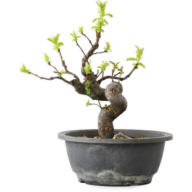 Pseudocydonia sinensis, 25 cm, ± 12 years old