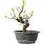 Pseudocydonia sinensis, 25 cm, ± 12 years old