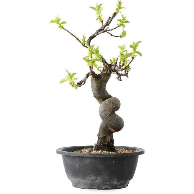 Pseudocydonia sinensis, 34 cm, ± 12 años