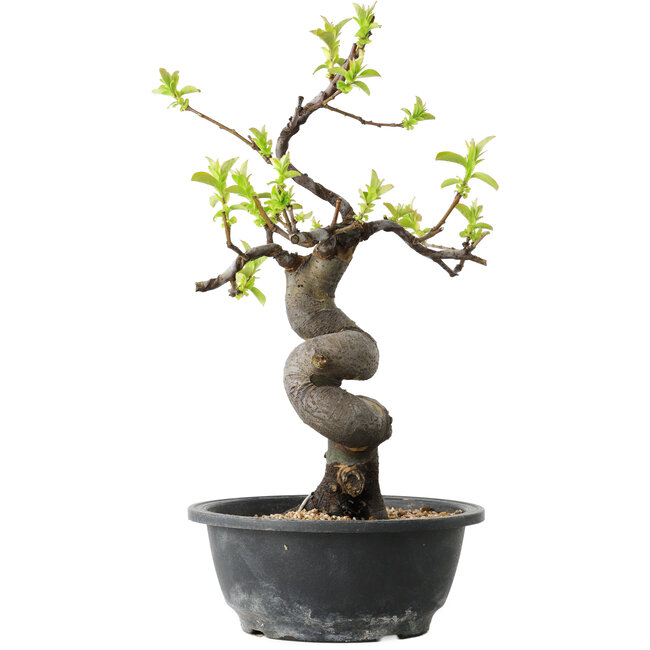 Pseudocydonia sinensis, 34 cm, ± 12 años