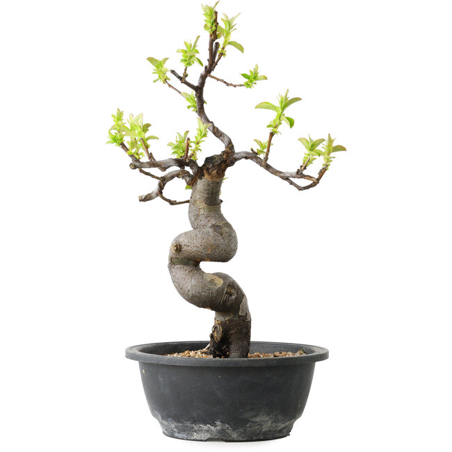 Pseudocydonia sinensis, 34 cm, ± 12 años