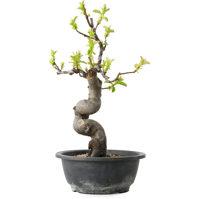 Pseudocydonia sinensis, 34 cm, ± 12 años