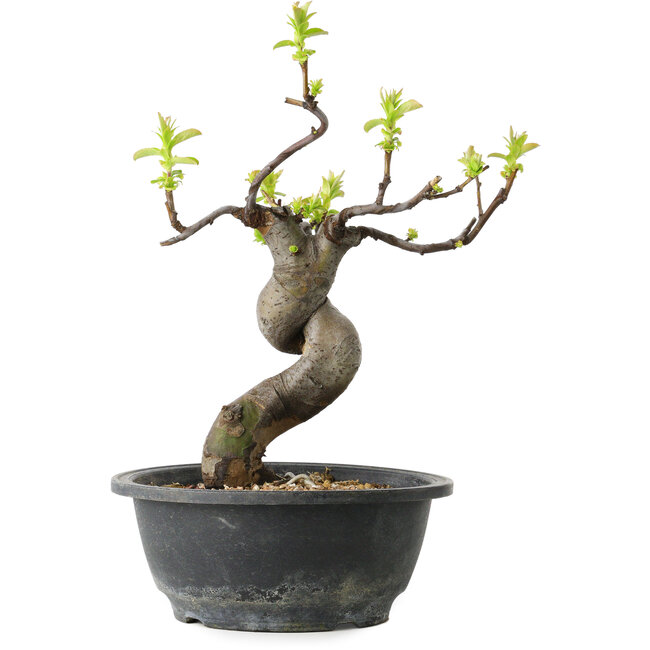 Pseudocydonia sinensis, 27 cm, ± 12 jaar oud