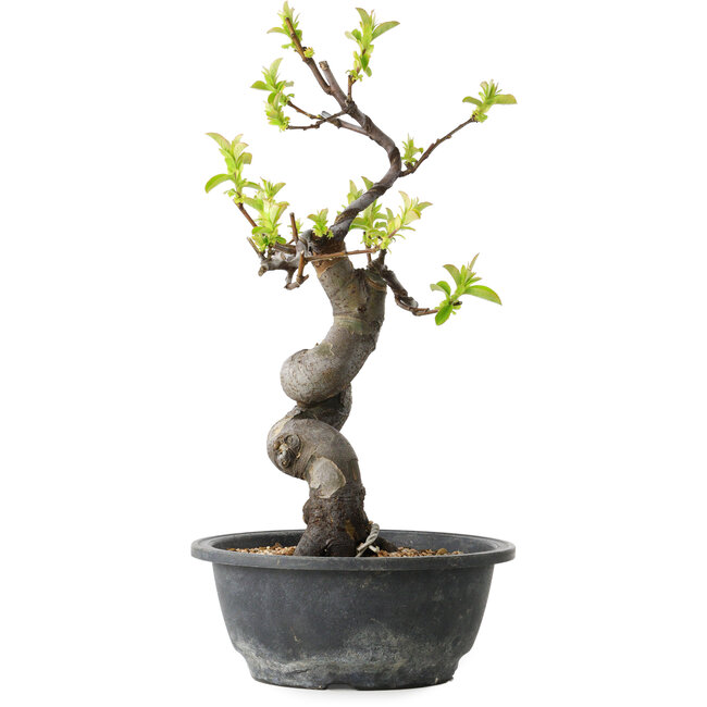 Pseudocydonia sinensis, 34 cm, ± 12 años