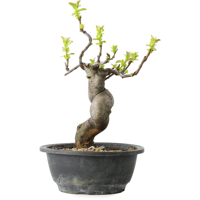 Pseudocydonia sinensis, 27 cm, ± 12 jaar oud