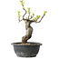 Pseudocydonia sinensis, 27 cm, ± 12 years old