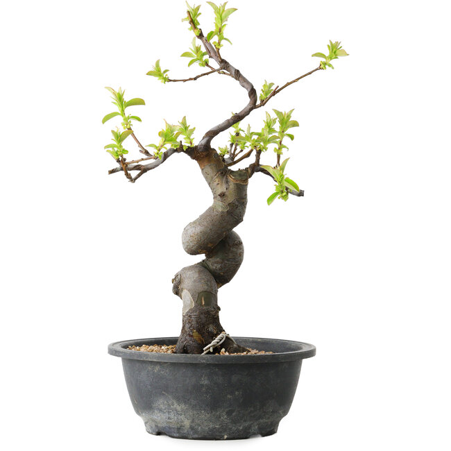 Pseudocydonia sinensis, 34 cm, ± 12 años