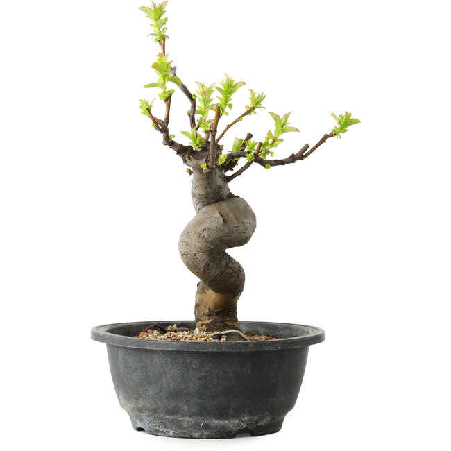 Pseudocydonia sinensis, 27 cm, ± 12 years old