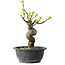 Pseudocydonia sinensis, 27 cm, ± 12 years old