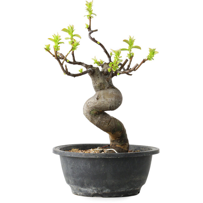 Pseudocydonia sinensis, 27 cm, ± 12 Jahre alt