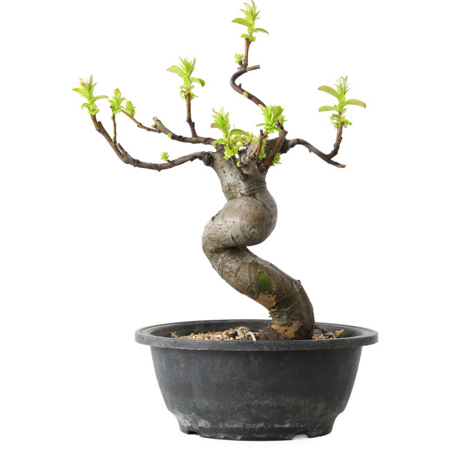 Pseudocydonia sinensis, 27 cm, ± 12 jaar oud