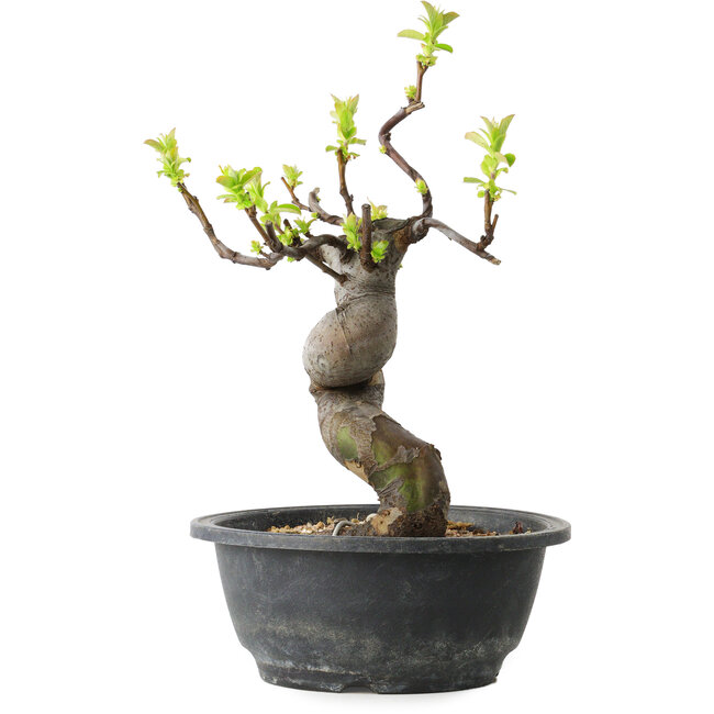 Pseudocydonia sinensis, 27 cm, ± 12 Jahre alt