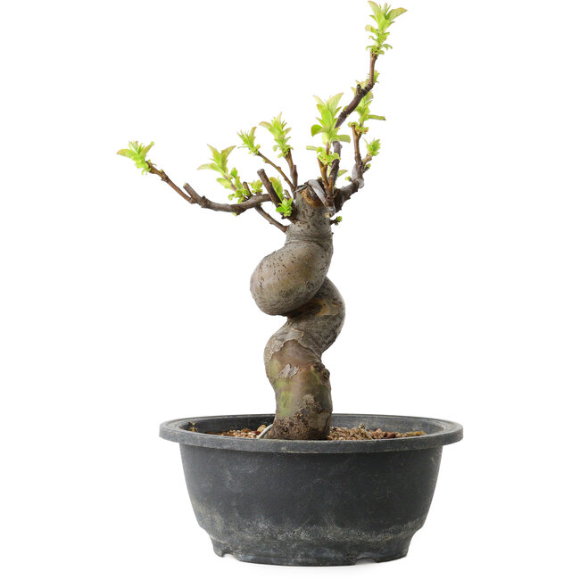 Pseudocydonia sinensis, 27 cm, ± 12 años