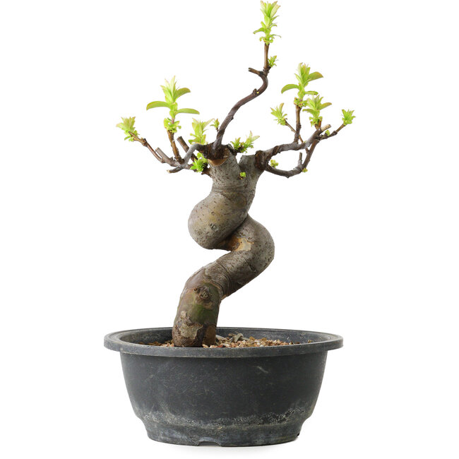 Pseudocydonia sinensis, 27 cm, ± 12 years old