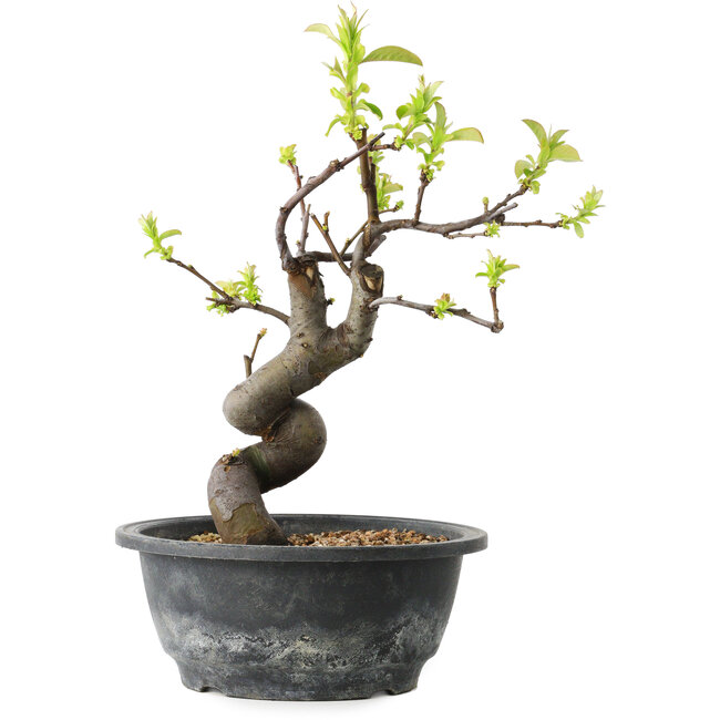 Pseudocydonia sinensis, 28 cm, ± 12 jaar oud