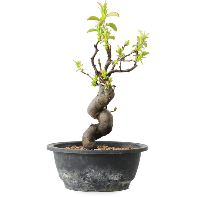 Pseudocydonia sinensis, 28 cm, ± 12 years old